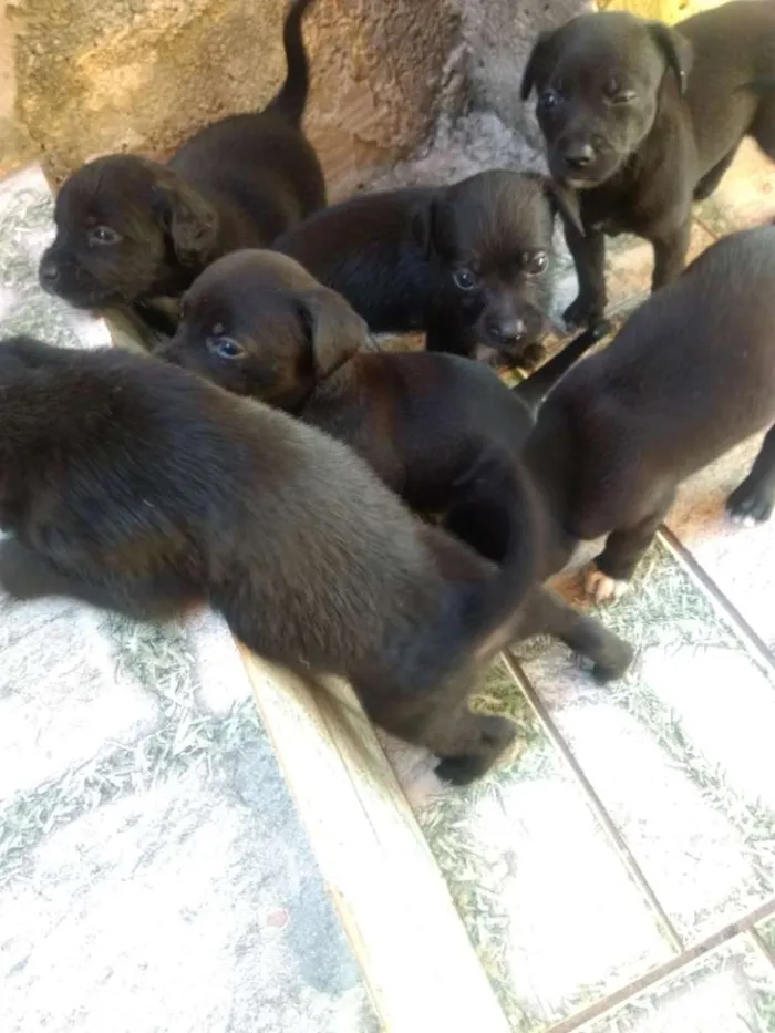 Cachorro ra a Indefinida  idade Abaixo de 2 meses nome Filhotes