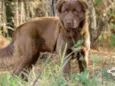 Scooby