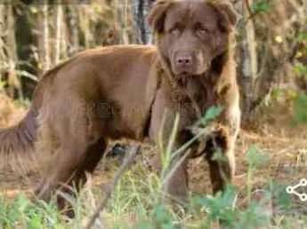 Cachorro ra a Golden mix labrador idade 7 a 11 meses nome Scooby