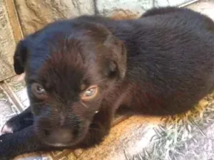 Cachorro raça Indefinida  idade Abaixo de 2 meses nome Filhotes