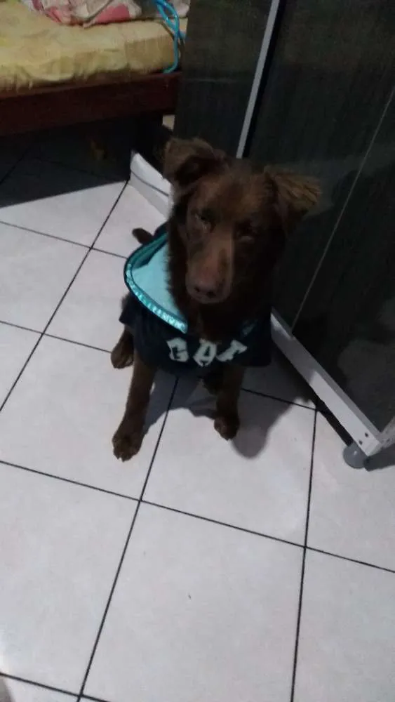 Cachorro ra a Golden mix labrador idade 7 a 11 meses nome Scooby