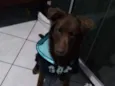 Scooby