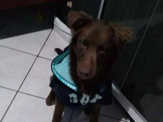Cachorro ra a Golden mix labrador idade 7 a 11 meses nome Scooby