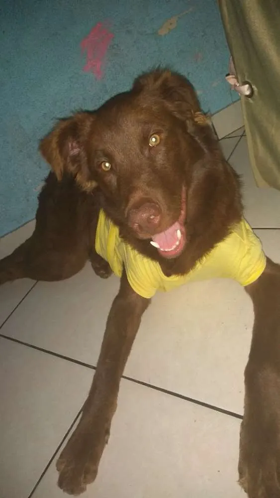 Cachorro ra a Golden mix labrador idade 7 a 11 meses nome Scooby