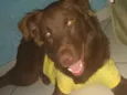 Scooby