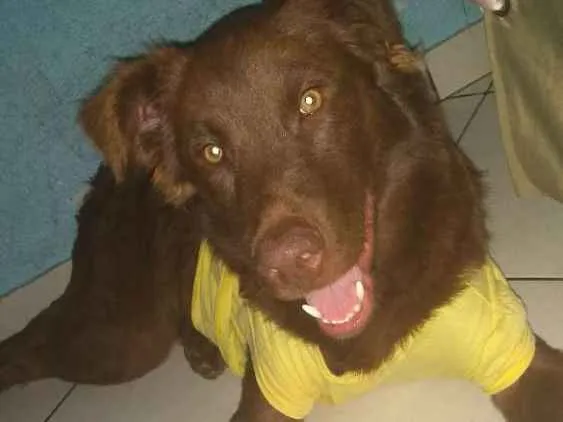 Cachorro ra a Golden mix labrador idade 7 a 11 meses nome Scooby