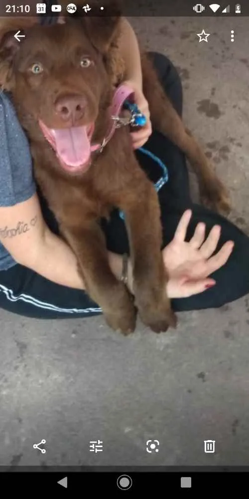 Cachorro ra a Golden mix labrador idade 7 a 11 meses nome Scooby