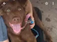 Scooby