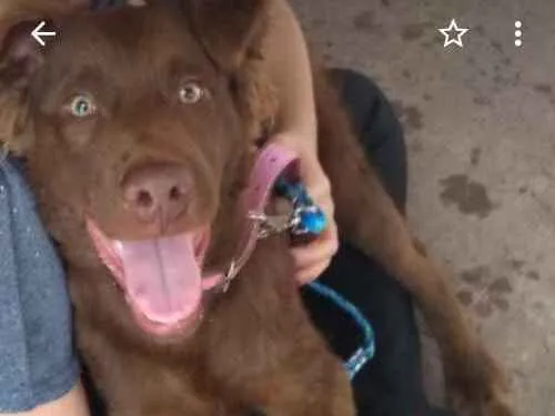Cachorro ra a Golden mix labrador idade 7 a 11 meses nome Scooby