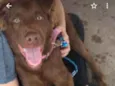 Scooby