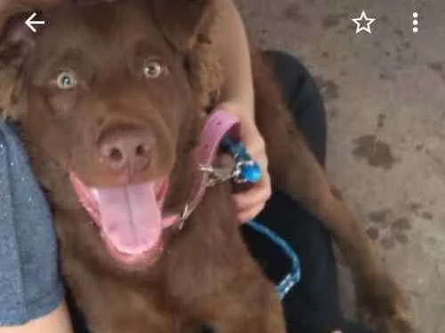Cachorro ra a Golden mix labrador idade 7 a 11 meses nome Scooby