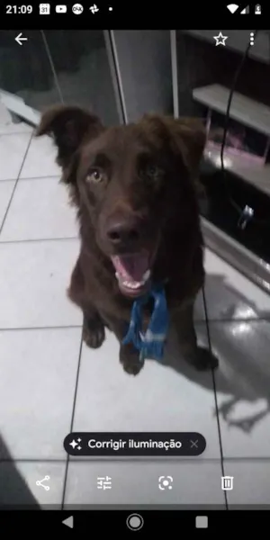 Cachorro raça Golden mix labrador idade 7 a 11 meses nome Scooby