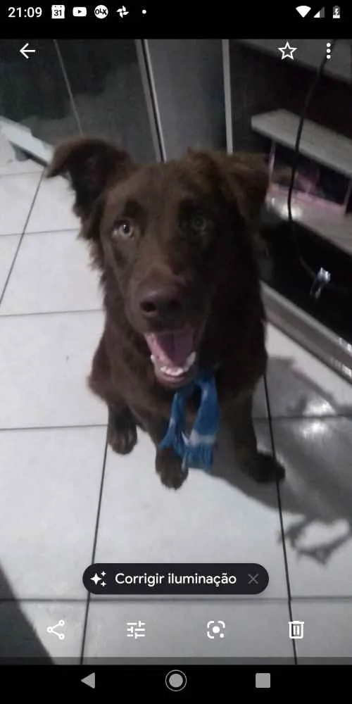Cachorro ra a Golden mix labrador idade 7 a 11 meses nome Scooby