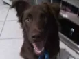 Scooby