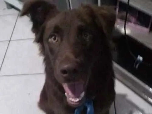 Cachorro ra a Golden mix labrador idade 7 a 11 meses nome Scooby