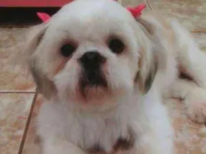 Cachorro raça Schitzu  idade 3 anos nome Meg 