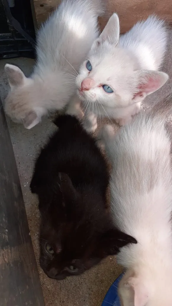 Gato ra a SRD idade 2 a 6 meses nome Banguela 