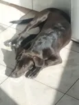 Kira