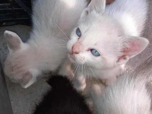 Gato ra a SRD idade 2 a 6 meses nome Banguela 