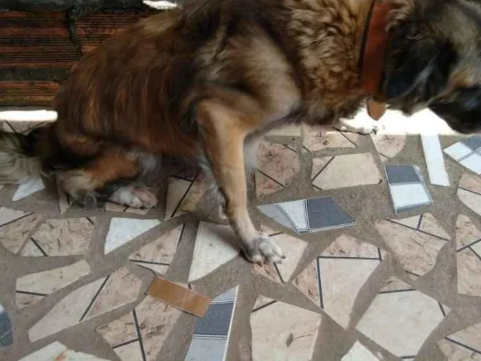 Cachorro ra a Sem raça definida idade 5 anos nome Maia