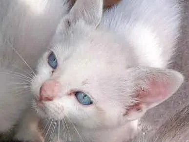 Gato ra a SRD idade 2 a 6 meses nome Banguela 