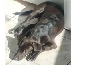 Cachorro raça Vila Lata - Labrador com Pitbu idade 2 a 6 meses nome Kira