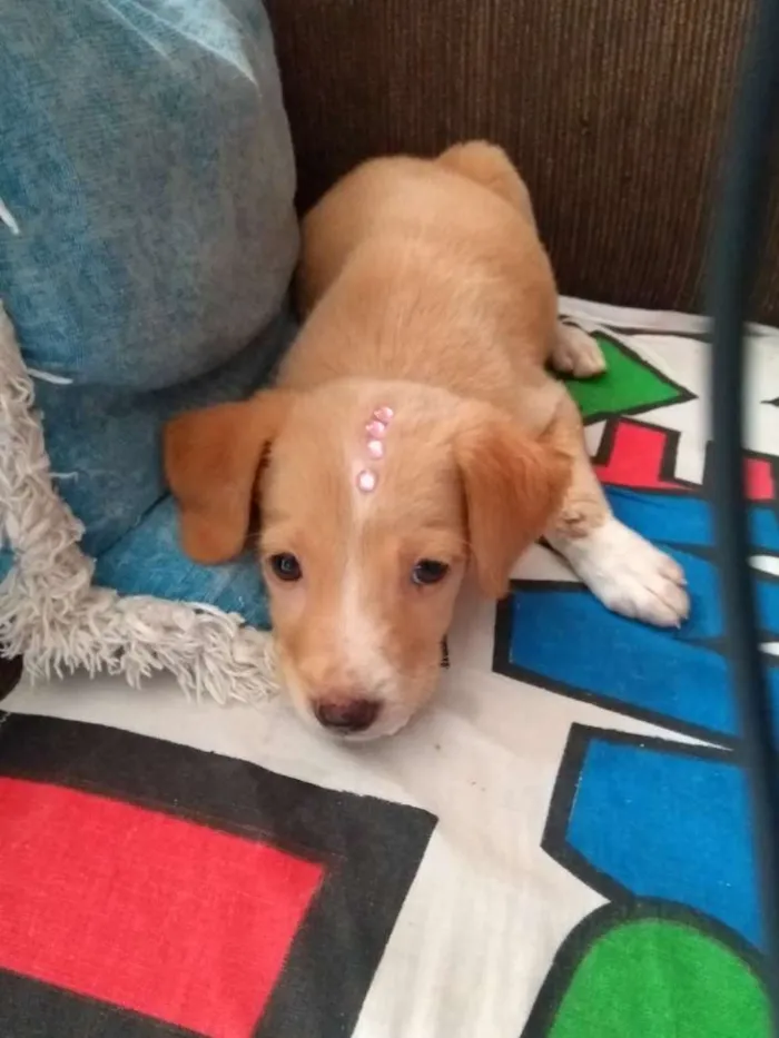 Cachorro raça Srd idade Abaixo de 2 meses nome Yolanda