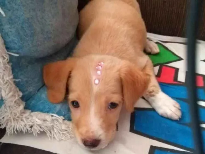 Cachorro raça Srd idade Abaixo de 2 meses nome Yolanda