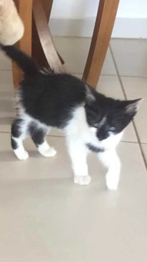 Gato raça Comum idade 2 a 6 meses nome Nissan