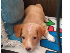 Cachorro raça Srd idade Abaixo de 2 meses nome Yolanda