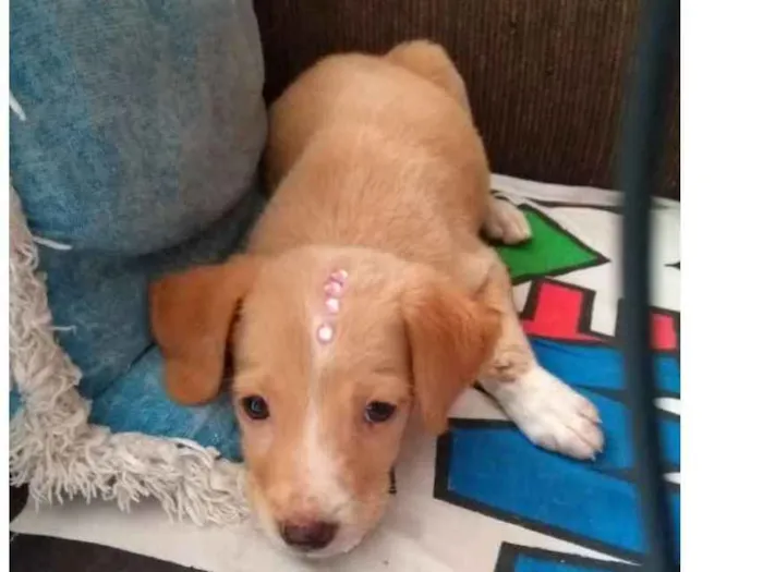 Cachorro raça Srd idade Abaixo de 2 meses nome Yolanda