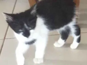 Gato raça Comum idade 2 a 6 meses nome Nissan