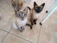 Pretinha e Tigrinho