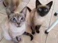 Pretinha e Tigrinho