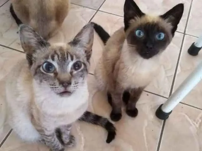 Gato ra a Não sei idade 2 a 6 meses nome Pretinha e Tigrinho