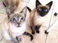 Pretinha e Tigrinho