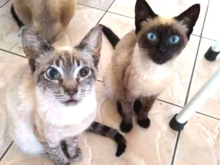 Gato ra a Não sei idade 2 a 6 meses nome Pretinha e Tigrinho