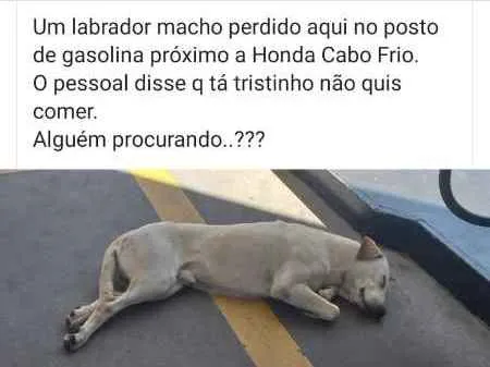 Cachorro ra a labrador idade 1 ano nome sem nome