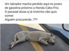 Cachorro raça labrador idade 1 ano nome sem nome