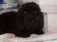 Susi