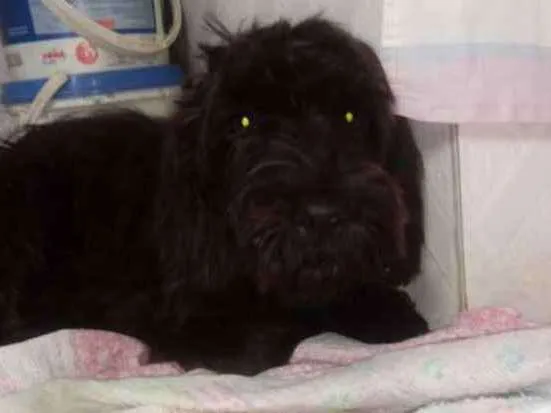 Cachorro raça  idade 2 a 6 meses nome Susi