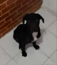 Cachorro raça Não sei  idade 7 a 11 meses nome Talibe
