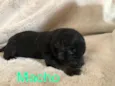 Nao tem