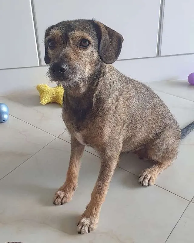 Cachorro ra a SRD idade 2 anos nome Naná