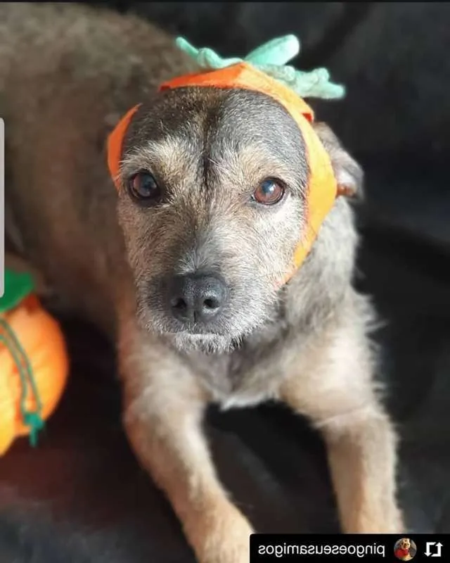 Cachorro ra a SRD idade 2 anos nome Naná