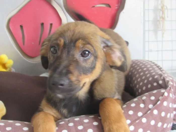Cachorro ra a SRD idade 2 a 6 meses nome Ian
