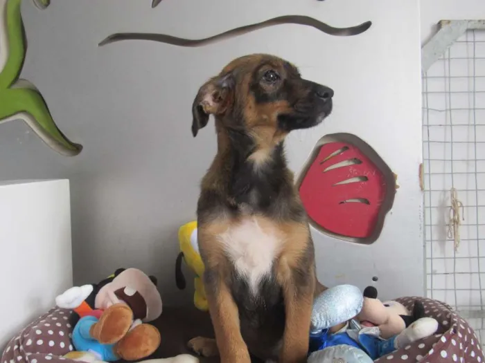 Cachorro ra a SRD idade 2 a 6 meses nome Ian