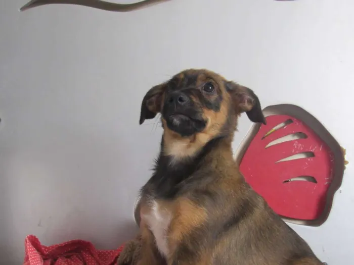 Cachorro ra a SRD idade 2 a 6 meses nome Ian