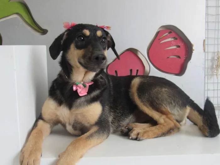Cachorro ra a srd idade 7 a 11 meses nome Lita