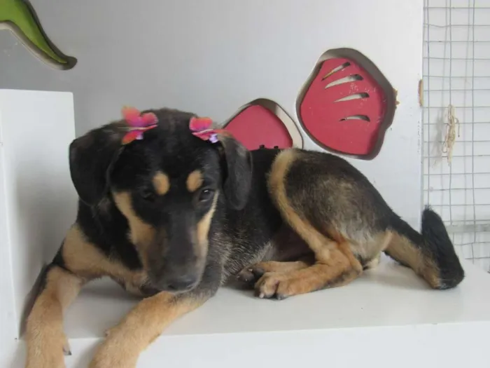 Cachorro ra a srd idade 7 a 11 meses nome Lita